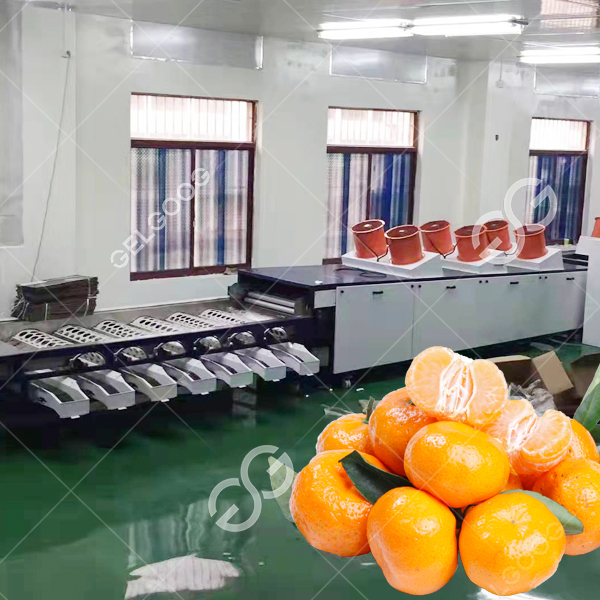 Línea de limpieza, secado al aire y encerado de cítricos: revolucionando el procesamiento de frutas