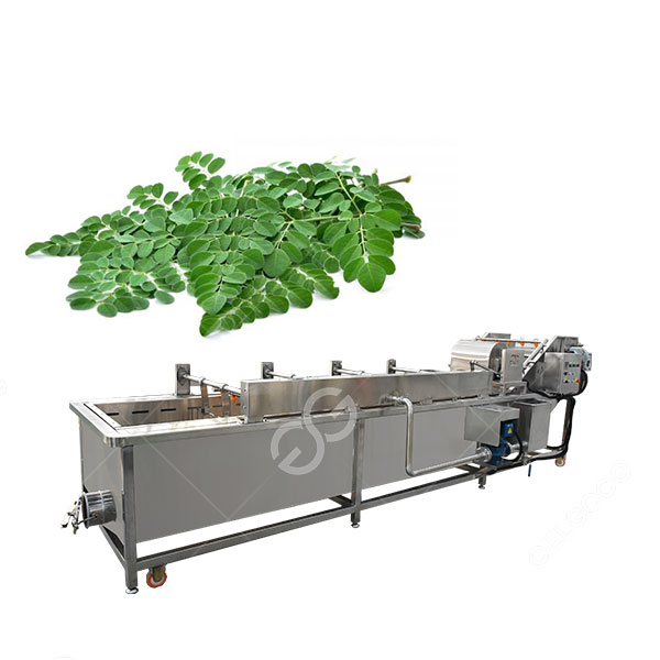 Máquina industrial para limpieza de hojas de moringa a base de hierbas