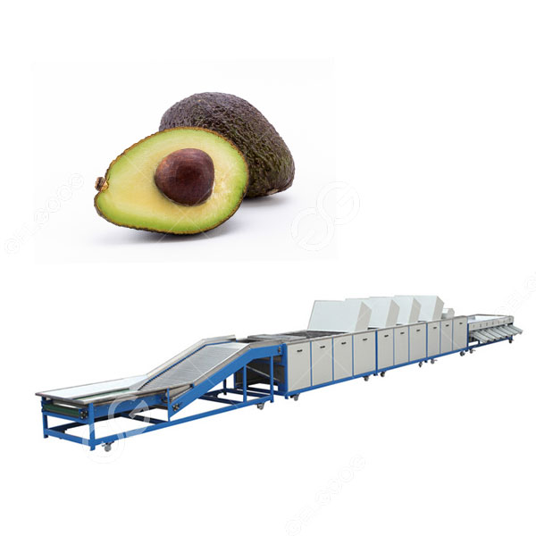 Máquina clasificadora y clasificadora de aguacates para plantas de procesamiento de aguacates