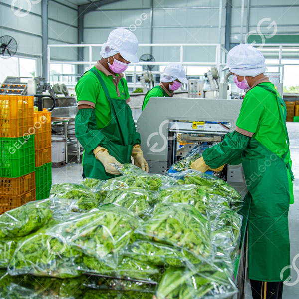 Según el contrato, Gelgoog proporcionó a Tropicam un conjunto completo de soluciones de procesamiento de frutas y verduras, que abarca una línea de producción de clasificación de frutas y verduras. 