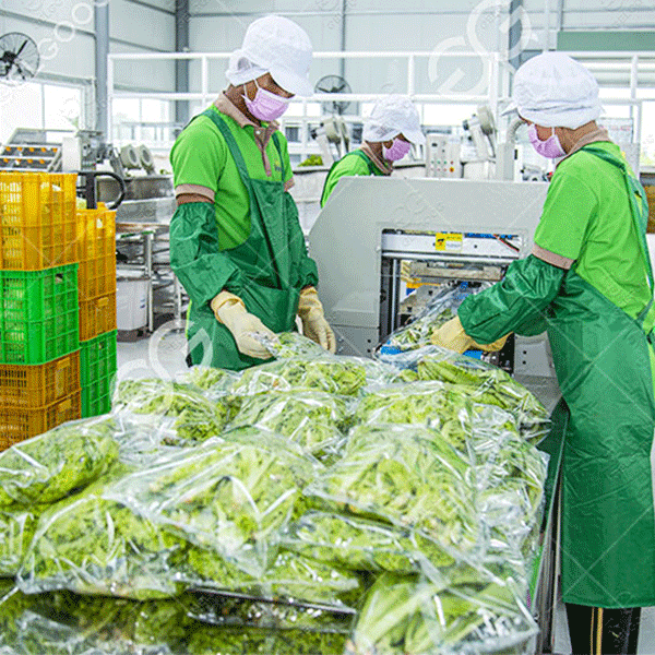 Línea de procesamiento de vegetales con lavado, secado y envasado