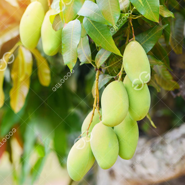 Después de que el equipo de limpieza de mangos y otros equipos personalizados por Gelgoog para CE Company se pusieran oficialmente en producción, la eficiencia del proceso de lavado y procesamiento de mangos de CE Company se ha mejorado enormemente, ahorrando recursos humanos y calidad.