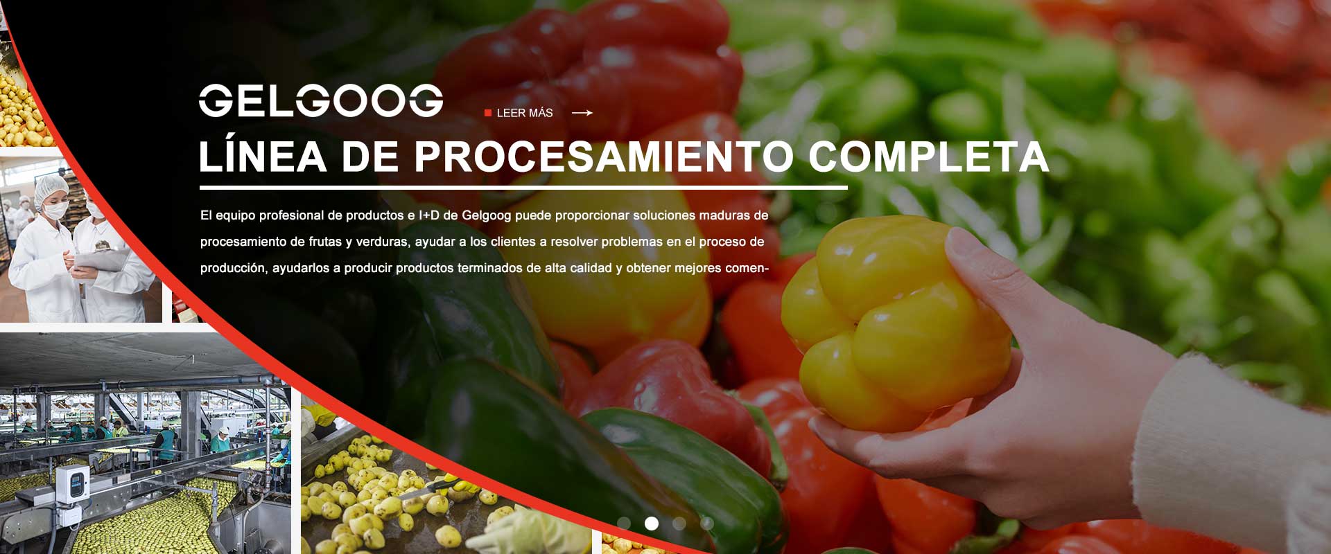 LÍNEA COMPLETA DE PROCESAMIENTO GELGOOG